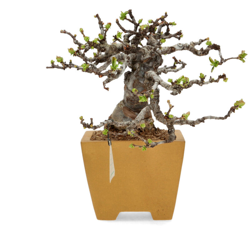Bonsai da esterno Pseudocydonia Karin - Melocotogno - 16 cm precio