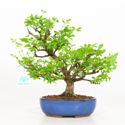 Euonymus - Evonimo - 30 cm en oferta