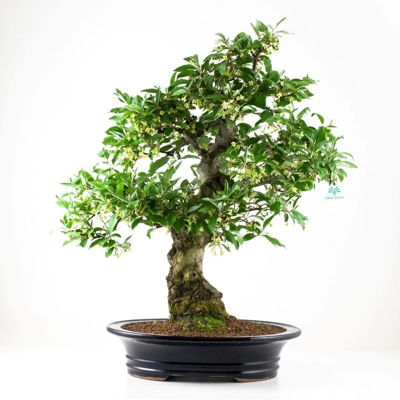 Bonsai da esterno Elaeagnus - Olivagno - 70 cm