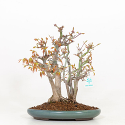 Bonsai da esterno Acer palmatum - acero - 31 cm características