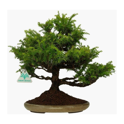 Bonsai da esterno Cryptomeria japonica - 31 cm