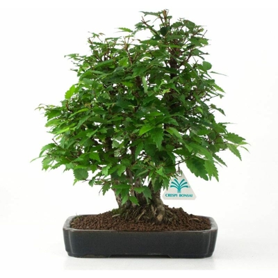 Bonsai da esterno Zelkova serrata - Olmo - 28 cm