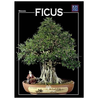 Ficus - Miniguida BONSAI & news