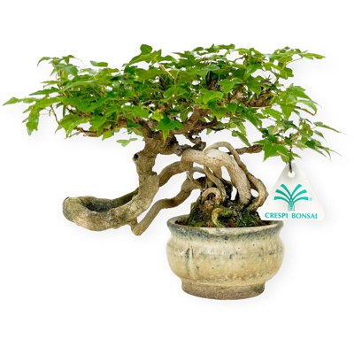 Bonsai da esterno Acer buergerianum - acero - 20 cm