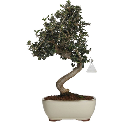 Olea europaea sylvestris - 46 cm