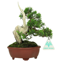 Bonsai da esterno Juniperus chinensis - Ginepro - 20 cm precio