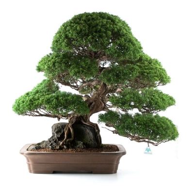 Bonsai da esterno Juniperus chinensis - Ginepro - 74 cm