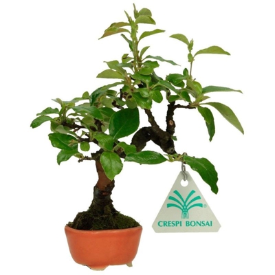 Bonsai da esterno Pseudocydonia chinensis - Melocotogno - 17 cm