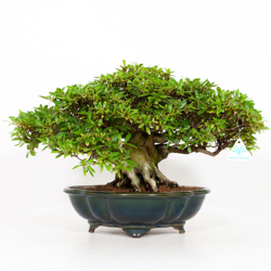 Rhododendron Indicum Otome-no-Taki - Azalea Var. Otome-no-Taki - 35 cm en oferta