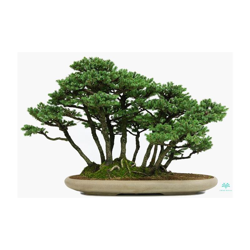 Bonsai da esterno Picea abies - 43 cm en oferta