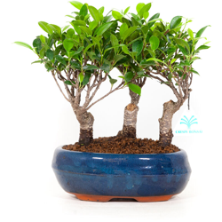 Ficus retusa - 23 cm características