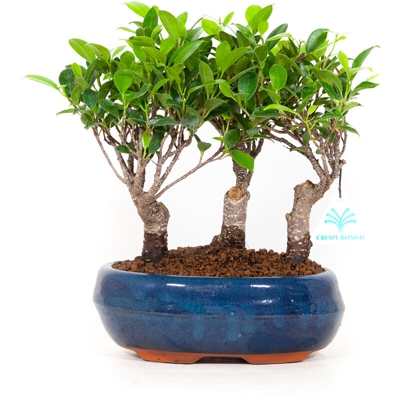 Ficus retusa - 23 cm
