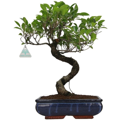 Ficus retusa - 43 cm