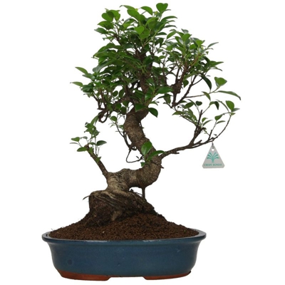 Ficus retusa - 47 cm