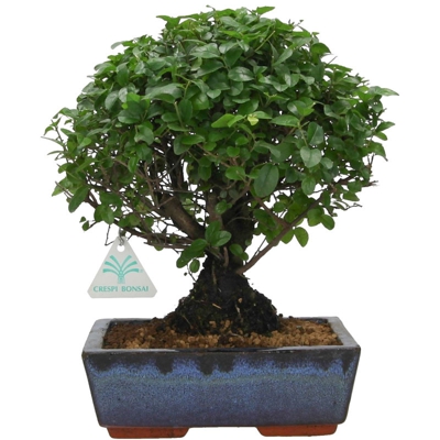 Sagerethia theezans - Sageretia - 26 cm