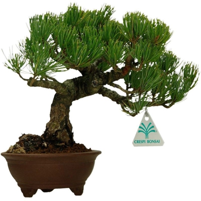 Bonsai da esterno Pinus pentaphylla - Pino - 21 cm