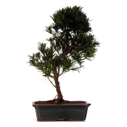 Podocarpus macrophylla - 55 cm en oferta