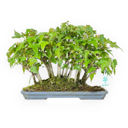 Bonsai da esterno Acer buergerianum - acero - 22 cm precio