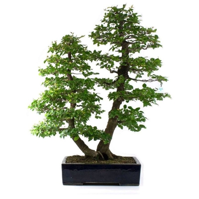 Bonsai da esterno Celtis australis - Bagolaro - 100 cm
