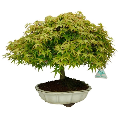 Bonsai da esterno Acer palmatum Kyohime - acero - 31 cm