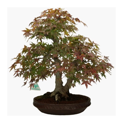 Bonsai da esterno Acer palmatum Viridis - acero - 48 cm