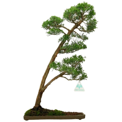 Bonsai da esterno Juniperus chinensis - Ginepro - 46 cm