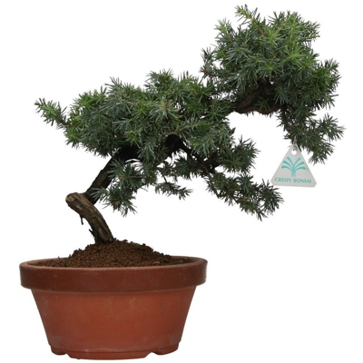 Juniperus rigida - Ginepro ad aghi - 32 cm