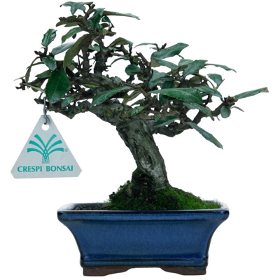 Bonsai da esterno Elaeagnus pungens - Olivagno pungente - 19 cm