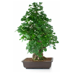 Bonsai da esterno Ginkgo biloba - 70 cm precio