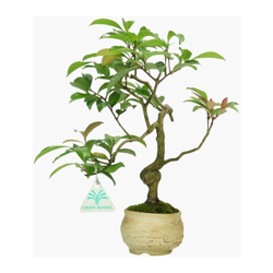 Bonsai da esterno Camellia japonica - 29 cm en oferta