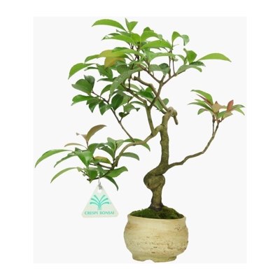Bonsai da esterno Camellia japonica - 29 cm