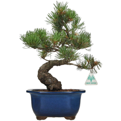 Pinus pentaphylla - Pino - 31 cm en oferta