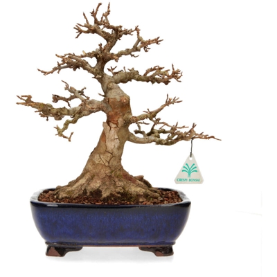 Bonsai da esterno Acer buergerianum - acero - 28 cm