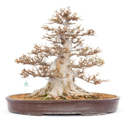 Bonsai da esterno Acer buergerianum - acero - 63 cm precio
