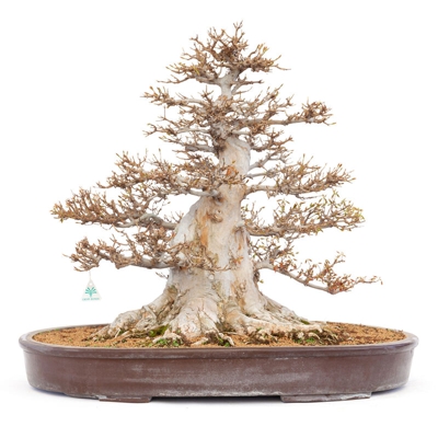 Bonsai da esterno Acer buergerianum - acero - 63 cm