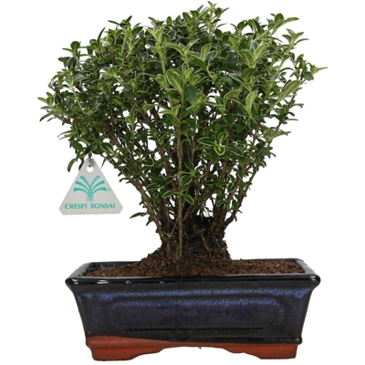 Serissa foetida variegata - Serissa - 27 cm