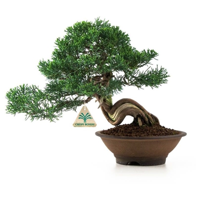 Juniperus chinensis - Ginepro - 29 cm