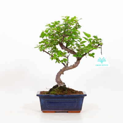 Sagerethia theezans - Sageretia - 27 cm