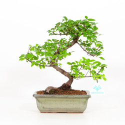 Sagerethia theezans - Sageretia - 29 cm precio