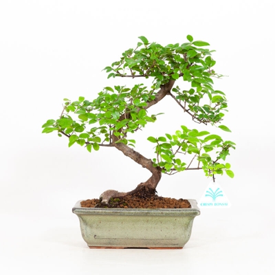 Sagerethia theezans - Sageretia - 29 cm