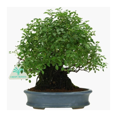 Bonsai da esterno Rosa - 23 cm