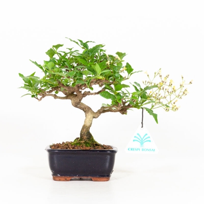 Premna japonica - 17 cm