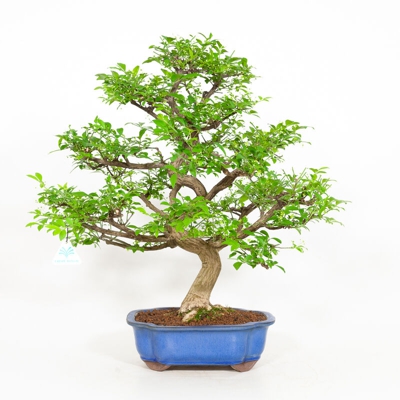 Euonymus - Evonimo - 55 cm