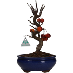 Malus everest - Melo - 32 cm precio
