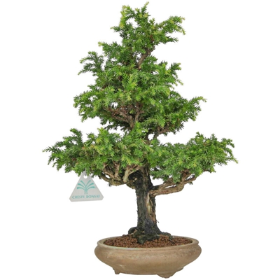 Cryptomeria japonica - 38 cm