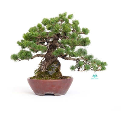 Bonsai da esterno Pinus pentaphylla - Pino - 33 cm