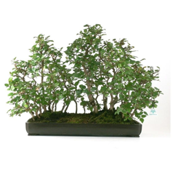 Bonsai da esterno Carpinus coreana - carpino - 53 cm precio