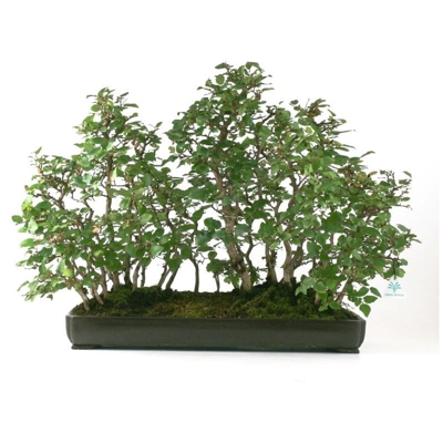 Bonsai da esterno Carpinus coreana - carpino - 53 cm