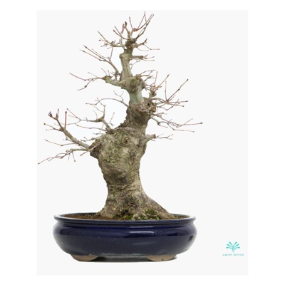 Acer palmatum Viridis - Acero - 44 cm
