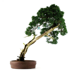 Bonsai da esterno Juniperus chinensis - Ginepro - 68 cm en oferta